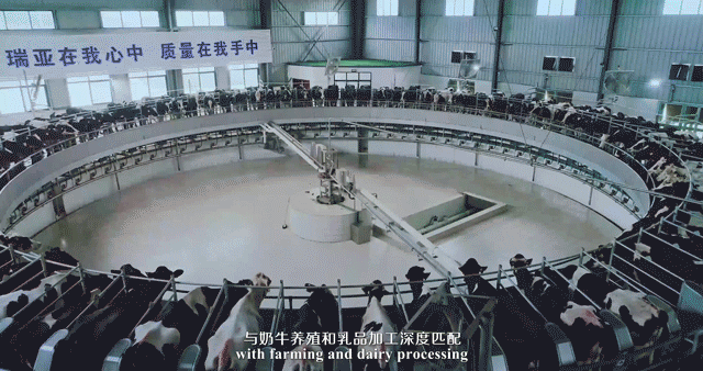 快訊 | 河南省委常委、省紀(jì)委書記、省監(jiān)委主任任正曉蒞臨花花牛乳業(yè)集團(tuán)新蔡瑞亞牧場調(diào)研